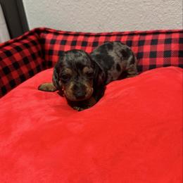 Blue - Dapple male Dachshund puppy in Odessa, Texas from K9 Royal Club