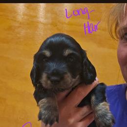 Sophia - Black and cream female Dachshund puppy in Fruita, Colorado from 3 B's Breeding