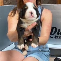 Magenta Collar Female - Black rust and white female Bernese Mountain Dog puppy in Bristol, Tennessee from Holston Hollow Farm