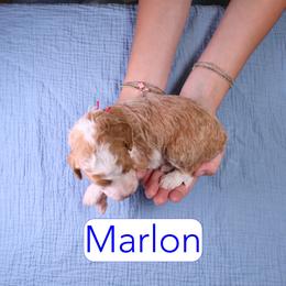 Marlon - Red  male Goldendoodle puppy in Calhoun, Georgia from Happy Top Doodles