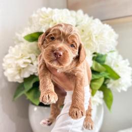 Flower - Caramel male Australian Labradoodle puppy in Palmdale, California from Pixie Doodle Paws