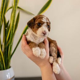 Cricket - female Golden Mountain Doodle puppy in New River, Arizona from Sonoran Standard Doodles