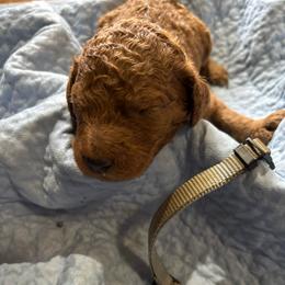 Grey Collar - Red  male Poodle puppy in Henagar, Alabama from Windy Oak Kennels