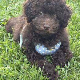 Poodle Puppies from KC Poodles of PA