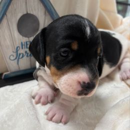 Gray collar - Black and tan Dachshund puppy in Belfair, Washington from Devoted Doxies