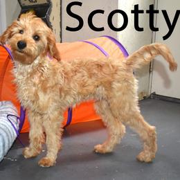 Scotty - Apricot male Goldendoodle puppy in Jasper, Indiana from Hilltop Pups LLC