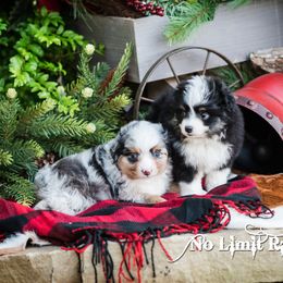 Toy Australian Shepherd Puppies from No Limit Ranch Miniature and Toy Australian Shepherds