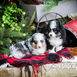Toy Australian Shepherd Puppies from No Limit Ranch Miniature and Toy Australian Shepherds