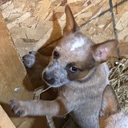 Boy 1 - Red speckled male Australian Cattle Dog puppy in Ionia, Michigan from SB Heelers Cattle Dogs and Performance Horses