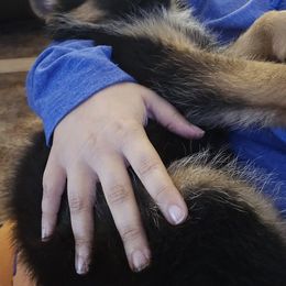 German Shepherd Puppies from Ewig Krieger Kennels