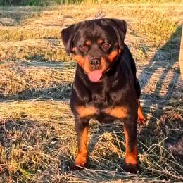 Bona - Rottweiler