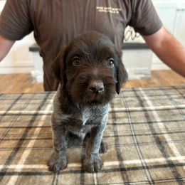 Finn - Brown and gray male Wirehaired Pointing Griffon puppy in Shelley, Idaho from Western Gundogs