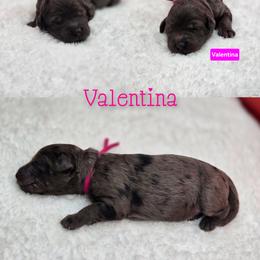 Valentina - Blue merle female Bernedoodle puppy in Summerville, South Carolina from Channys Doodles