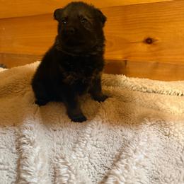Purple - Sable female German Shepherd puppy in Andalusia, Alabama from Keisha's German Shepherds