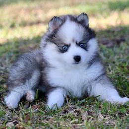 Shuga Pie - Black and white female Pomsky puppy in Denham Springs, Louisiana from Bayouland Pomskies