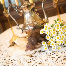 Poodle Puppies from Setting the Standard Poodles
