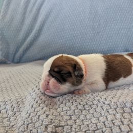 Girl 1 - Red and white Bulldog puppy in Forsyth, Georgia from Evangeline Bulldogs