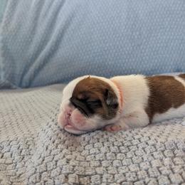 Girl 1 - Red and white Bulldog puppy in Forsyth, Georgia from Evangeline Bulldogs