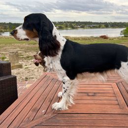Harper - English Springer Spaniel