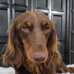 Kingston - Dachshund