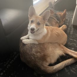 Pembroke Welsh Corgi All Grown Up from G.G.'s Corgis