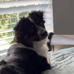 Miniature Australian Shepherds from Skye’s Waggin’ Aussies