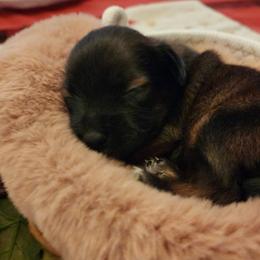 Halima (coated F) - Black and white female Xoloitzcuintli puppy in Atwater, California from Cen Cal Xoloitzcuintle