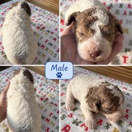 Yoshi - White male Poodle puppy in Athens, Tennessee from Paws & Kisses