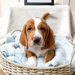 Dogwood - Red and white Basset Hound puppy in Centerville, Utah from Lazy Acre Basset Hounds