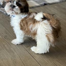 Mush - Red and white male Shih Tzu puppy in Oak Hills, California from High Desert  Shih Tzu