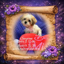 Cheyenne Shitzu-Yorkie - Gold male Morkie puppy in Silverhill, Alabama from Malteseuluv’s Tiny Treasurers
