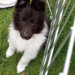 Shetland Sheepdogs from Celebration Shelties