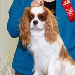Bandit - Cavalier King Charles Spaniel