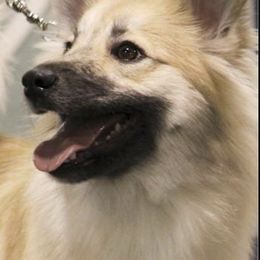 Icelandic Sheepdogs from McEremon