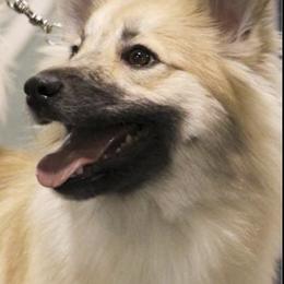 Icelandic Sheepdogs from McEremon