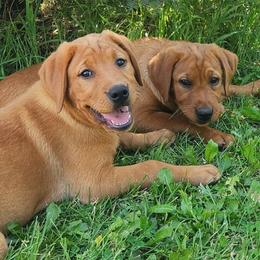 Labrador Retriever puppies from R-Team