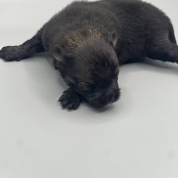 Boy 1 - Black and tan male Pomeranian puppy in Brentwood, California from Royalpawpoms