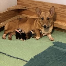 Pippy - Pembroke Welsh Corgi