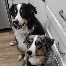 Australian Shepherds from Code Red Australian Shepherds