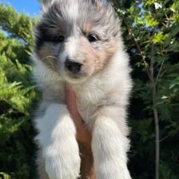 Ford - White blue merle and tan male Shetland Sheepdog puppy in Emmett, Idaho from MacGregor Shelties