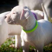 Dogo Argentino and Pembroke Welsh Corgi Puppies from Storm Dogos & Country Corgis