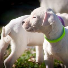 Dogo Argentino and Pembroke Welsh Corgi Puppies from Storm Dogos & Country Corgis