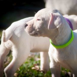 Dogo Argentino and Pembroke Welsh Corgi Puppies from Storm Dogos & Country Corgis
