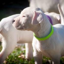 Dogo Argentino and Pembroke Welsh Corgi Puppies from Storm Dogos & Country Corgis