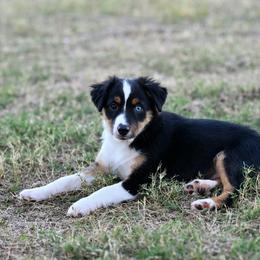 Bronx - Black tri male Toy Australian Shepherd puppy in Wichita Falls, Texas from Shooting Stars Ranch Toy and Mini Aussies
