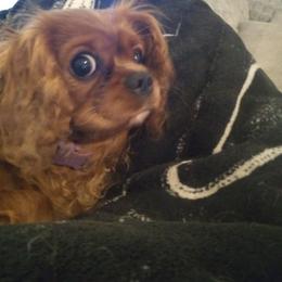 Cavalier King Charles Spaniel Puppies from Majestic Cavaliers of Melbourne FL