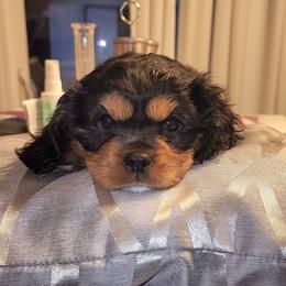 Ella - Black and tan female Cavalier King Charles Spaniel puppy in Sacramento, California from Nashell Lynem