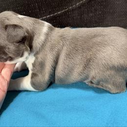 Aladdin - Blue male Boston Terrier puppy in Wellington, Ohio from Twist of Faith Farms