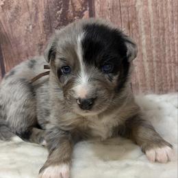 Yogi - Brown Collar - Blue merle male Australian Shepherd puppy in San Marcos, California from Faith Family Freedom Farm