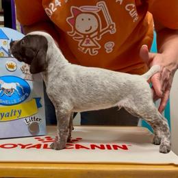 The white knight - Liver and white male German Shorthaired Pointer puppy in North Branch, Minnesota from Chrishelle Farm
